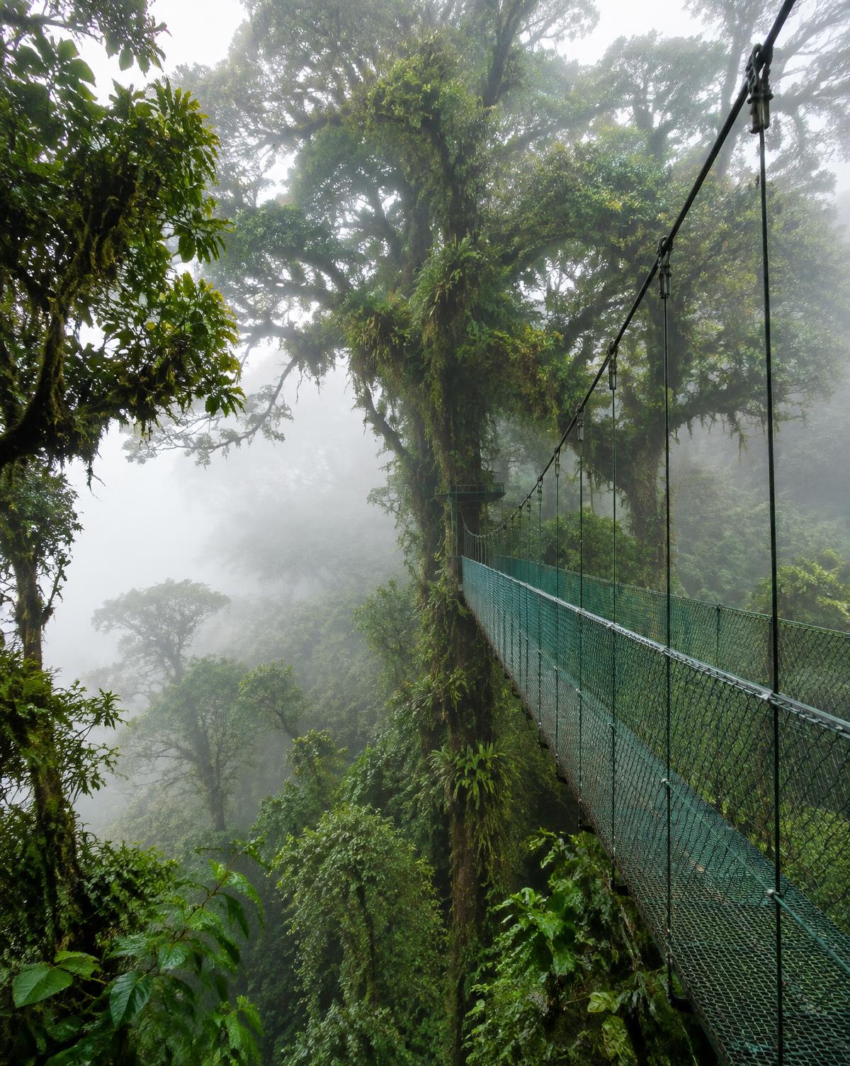 Misty green rainforest with a hanging bridge in Costa Rica
